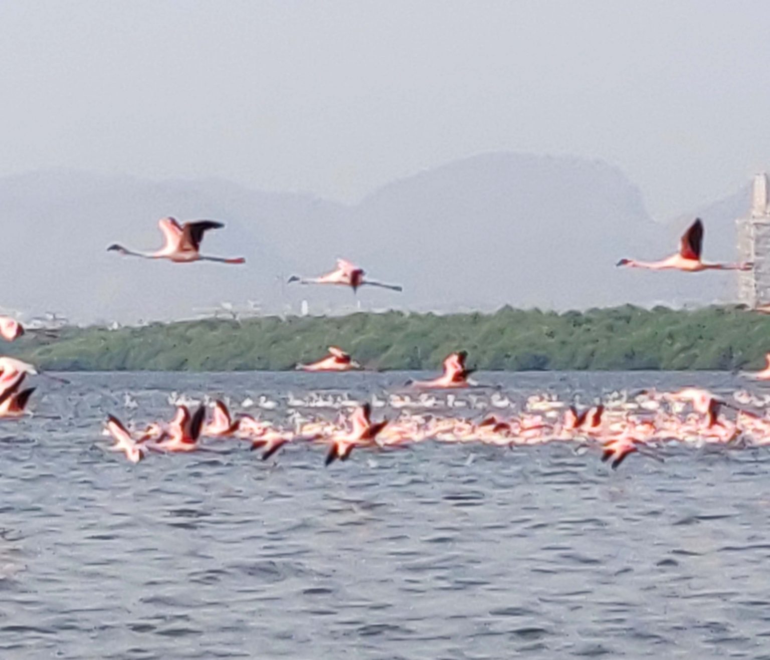 Thane Creek Flamingo Sanctuary boat safari: Offbeat Mumbai - The